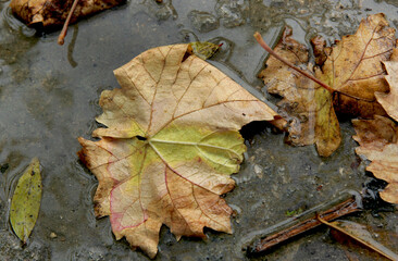 Yellow grape leaves in autumn on the ground
