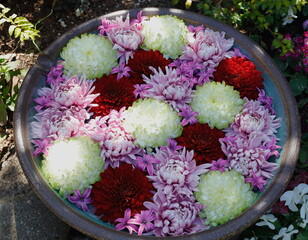 大倫の菊の花が浮かんだ円形の花手水