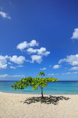 Small shady tree at Magazine Beach on Grenada Island, Grenada.