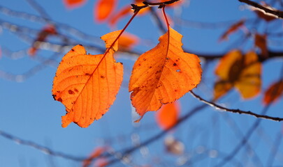 青空をバックにオレンジに紅葉した桜の葉
