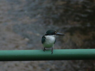 Collared kingfisher