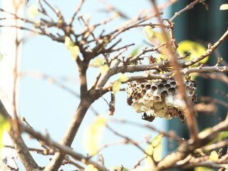paper wasps and their nest