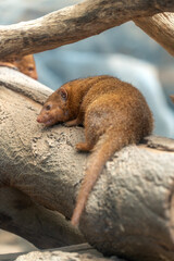 The common dwarf mongoose (Helogale parvula) is a species of mongoose native to Angola, northern...