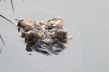 Siamese crocodile at Bueng Boraphet Non-Hunting Area, Nakhon Sawan Province, Thailand.