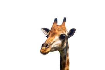 close up a head of giraffe