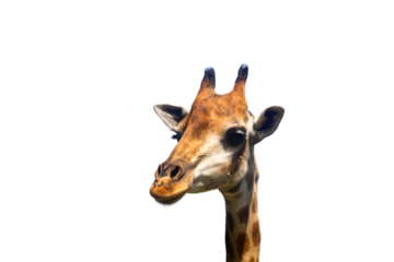 close up a head of giraffe