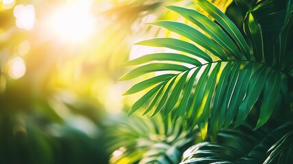 Obraz premium Lush Tropical Forest with Sunlight Filtering Through Green Leaves