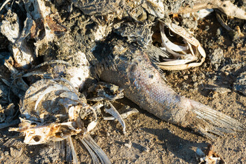 Rotten dead fish on the coast. Ecological toxic disaster.
