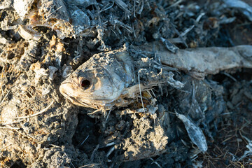 Rotten dead fish on the coast. Ecological toxic disaster.
