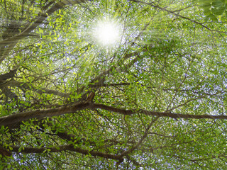 Low angle shot green tree and sunlight. branches and leaves with light ray. environment green background
