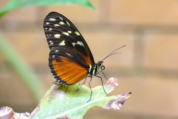 Orange and Black Butterfly on a Leaf