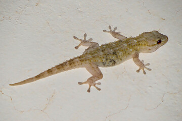 Tiny Gecko Clinging to a White Wall