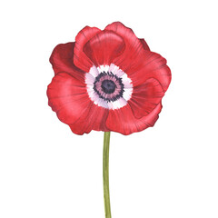 Red anemone with stem. Watercolor botanical illustration. Field poppy. Flowers for spring banner design, greeting card, flower shop, stickers. Isolated background