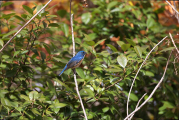 Red-franked Bluetail that came to eat nuts