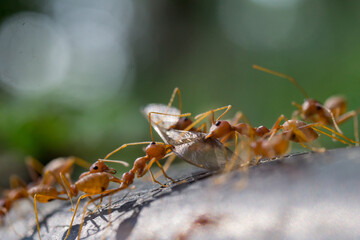 ants on the leaf