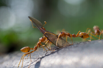 ant on a leaf