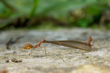 ants on the ground