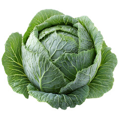 Front view of an extremely perfect-looking single cabbage head isolated on a white transparent background