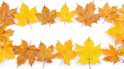 Fototapeta premium Yellow and Orange Maple Leaves Arranged on a White Background, Perfect for Fall or Autumn Themes in Nature, Decoration, and Seasonal Projects