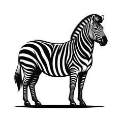 Obraz premium zebra vector illustration