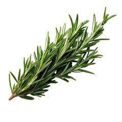 Obraz premium Front view of an extremely perfect-looking single rosemary sprig isolated on a white transparent background