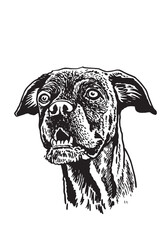 Graphical portrait of rottweiler dog  isolated on white background,vector illustration