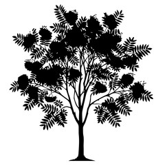 Obraz premium Rowan Tree Cutout Vector Silhouette Isolated Forest Graphic