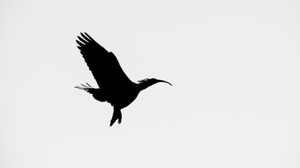Ibis eremita, Ibis, Peligro de extinción, Vejer de la Frontera, Cádiz, ave, animal, naturaleza, pico, fauna, pareja	