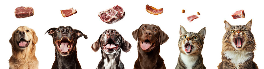 Obraz premium A group of four dogs and two cats eagerly looking up at pieces of raw meat suspended in mid-air, showcasing their playful expressions and excitement on a white background.