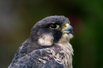 The Peregrine Falcon (Falco peregrinus).
