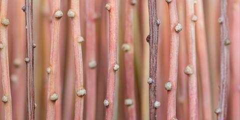 Natural background in blush pink and trendy mocha mousse shadows. Elegant, Natural, Beautiful Minimalist Layout. 
