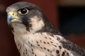 The Peregrine Falcon (Falco peregrinus).