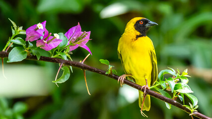 Southern-masked weaver sitting on a branch