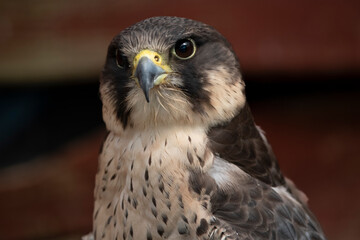 The Peregrine Falcon (Falco peregrinus).