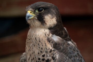 The Peregrine Falcon (Falco peregrinus).
