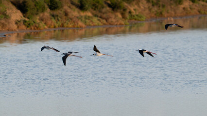 Cigüeñuela común, Himantopus himantopus
Ave, Cádiz, ave, animal, naturaleza, pico, fauna