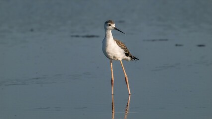 Cigüeñuela común, Himantopus himantopus
Ave, Cádiz, ave, animal, naturaleza, pico, fauna