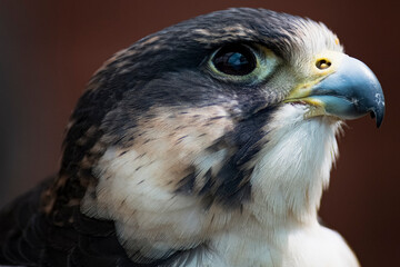 The Peregrine Falcon (Falco peregrinus).