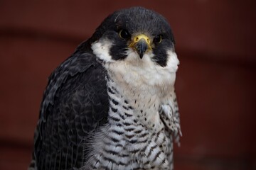 The Peregrine Falcon (Falco peregrinus).