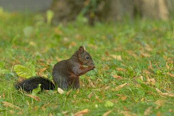 Squirrel on the grass