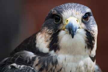 The Peregrine Falcon (Falco peregrinus).