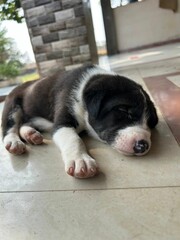 Adorable sleeping puppy on a tiled floor.