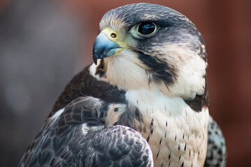 The Peregrine Falcon (Falco peregrinus).