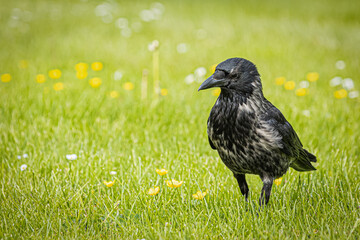 Crow on the grass