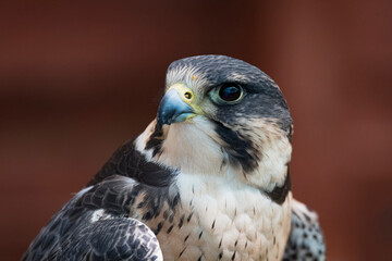The Peregrine Falcon (Falco peregrinus).