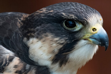 The Peregrine Falcon (Falco peregrinus).