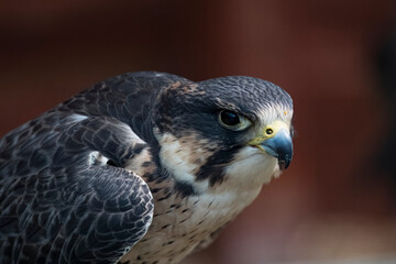 The Peregrine Falcon (Falco peregrinus).