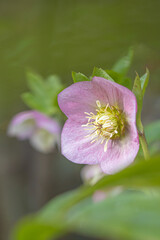 Christmas rose