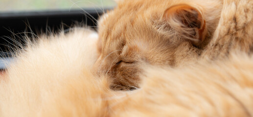 眠る可愛い猫の寝顔　茶トラ猫