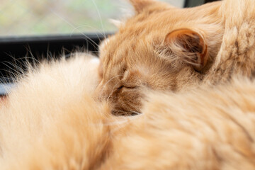 眠る可愛い猫の寝顔　茶トラ猫